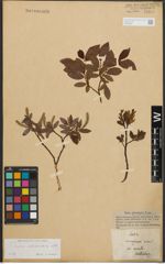 Foto von Salix waldsteiniana Willd.
